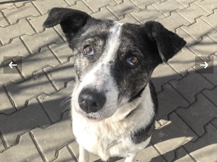 Molly die fitte Seniorin