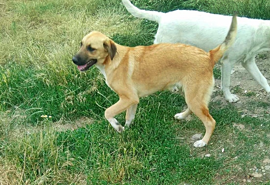 Abby, sucht Dich