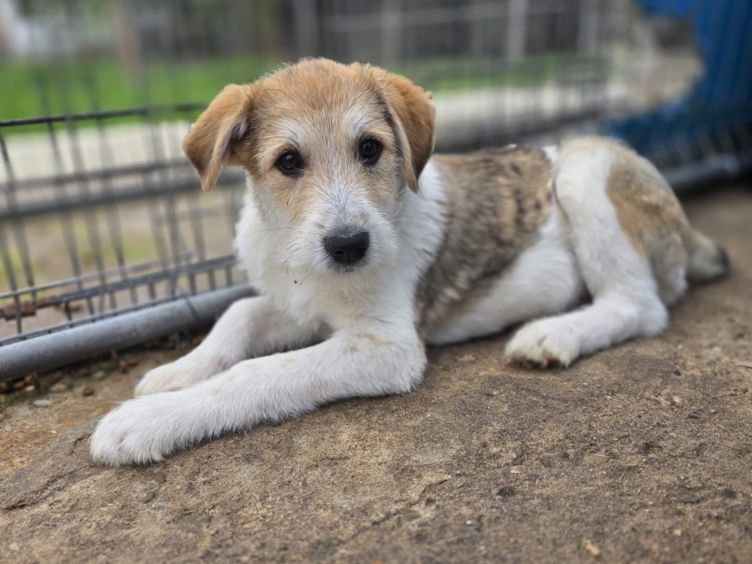 Gonzo