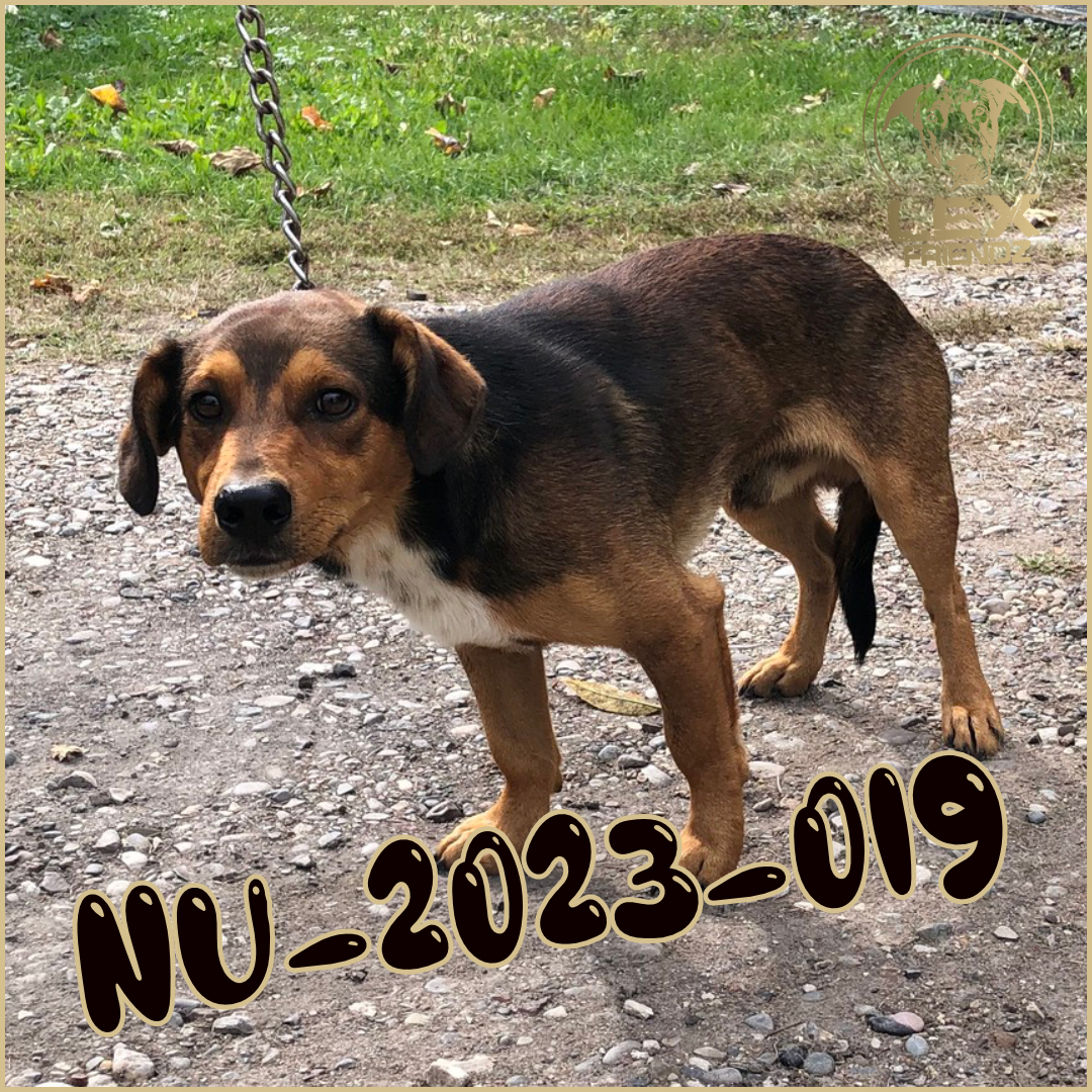 NU-2023-019