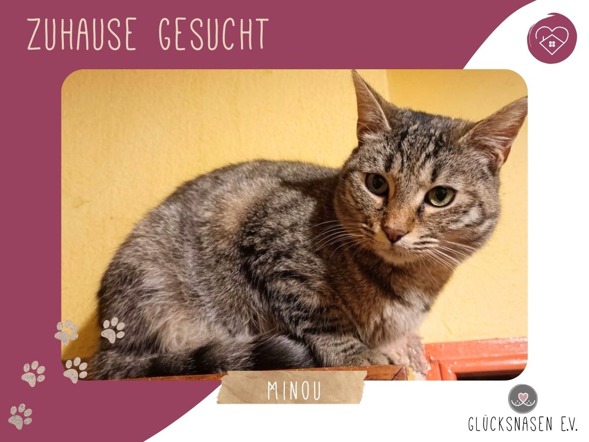 Minou wartet auf Dich