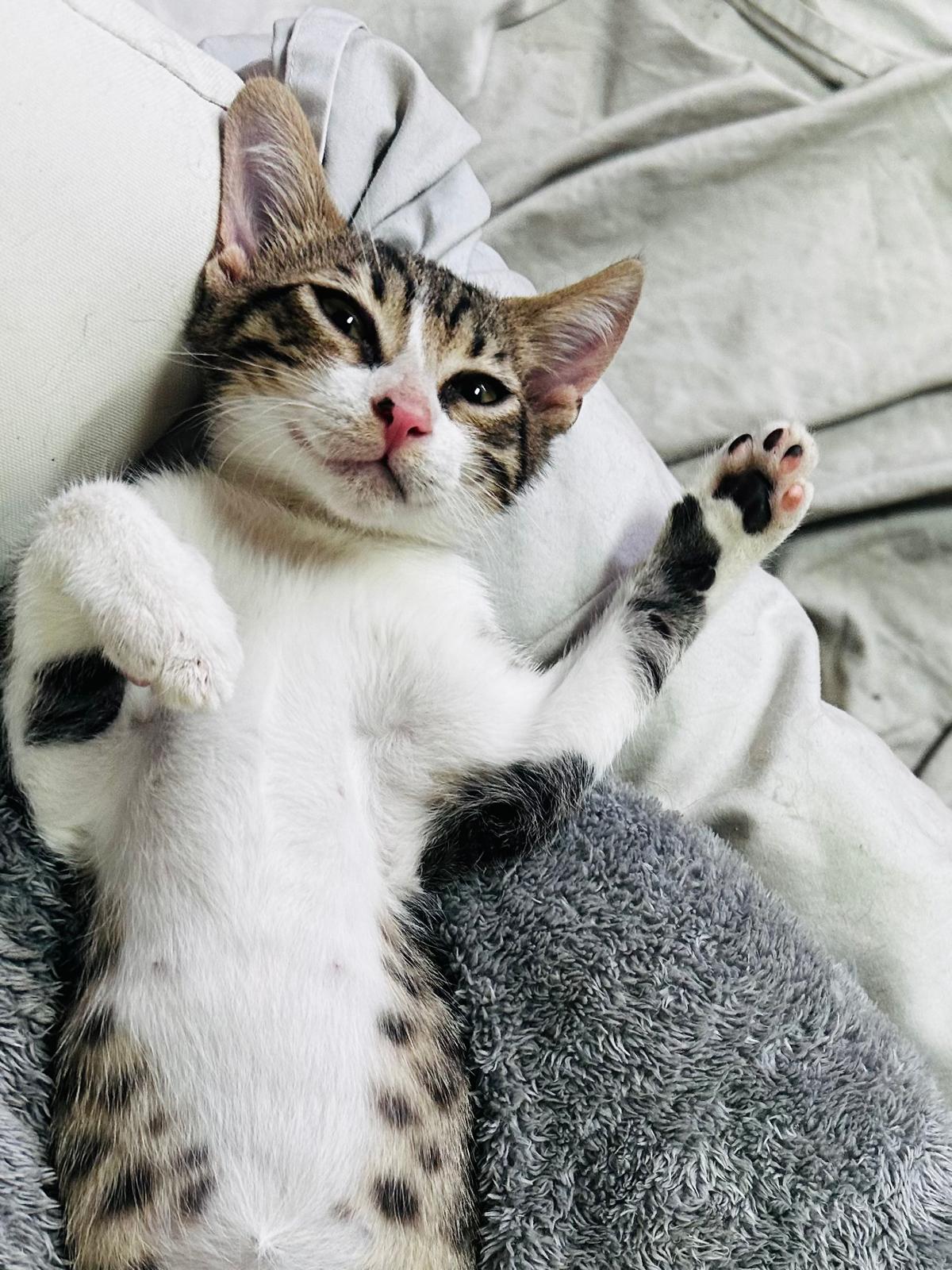 Olli