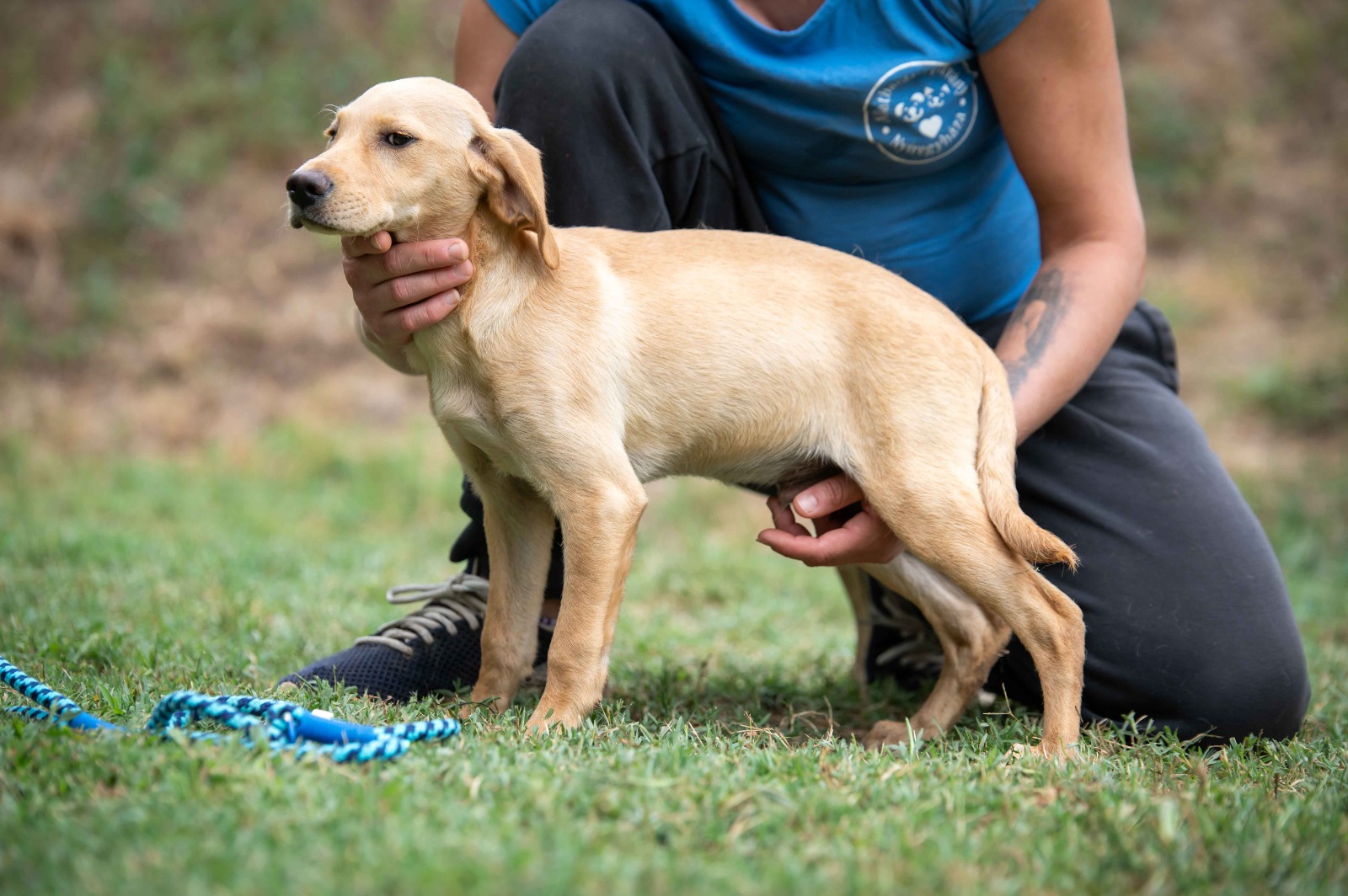 Kaito