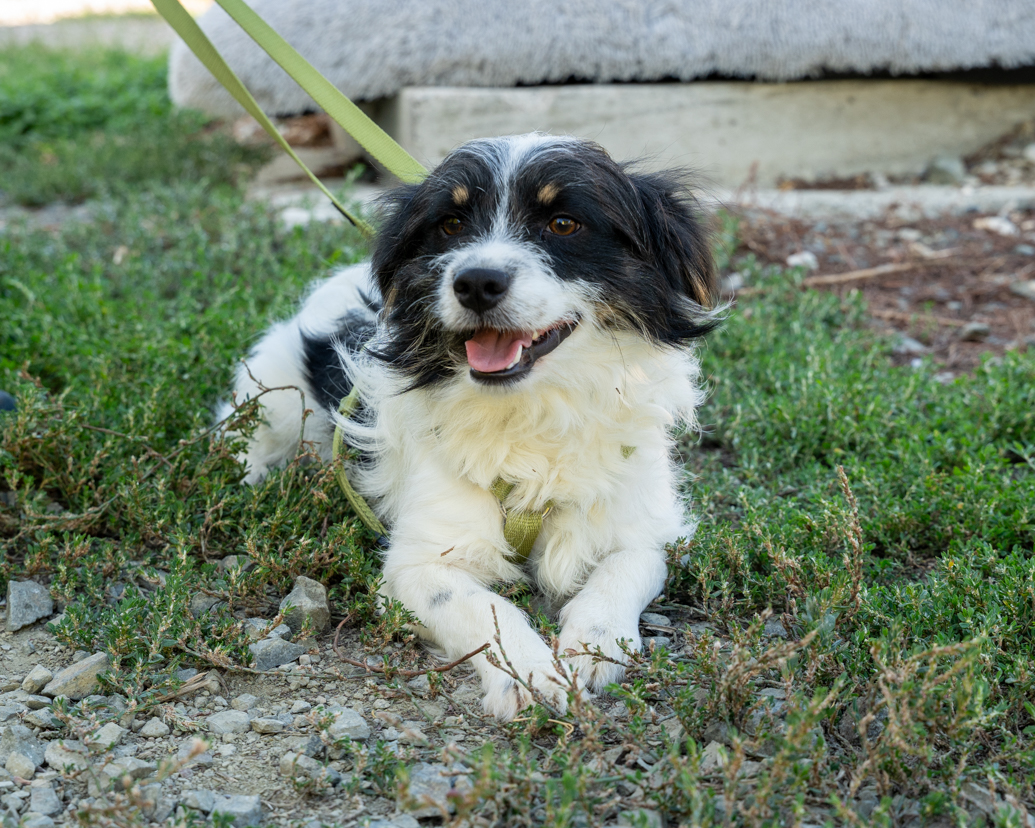 Maglino