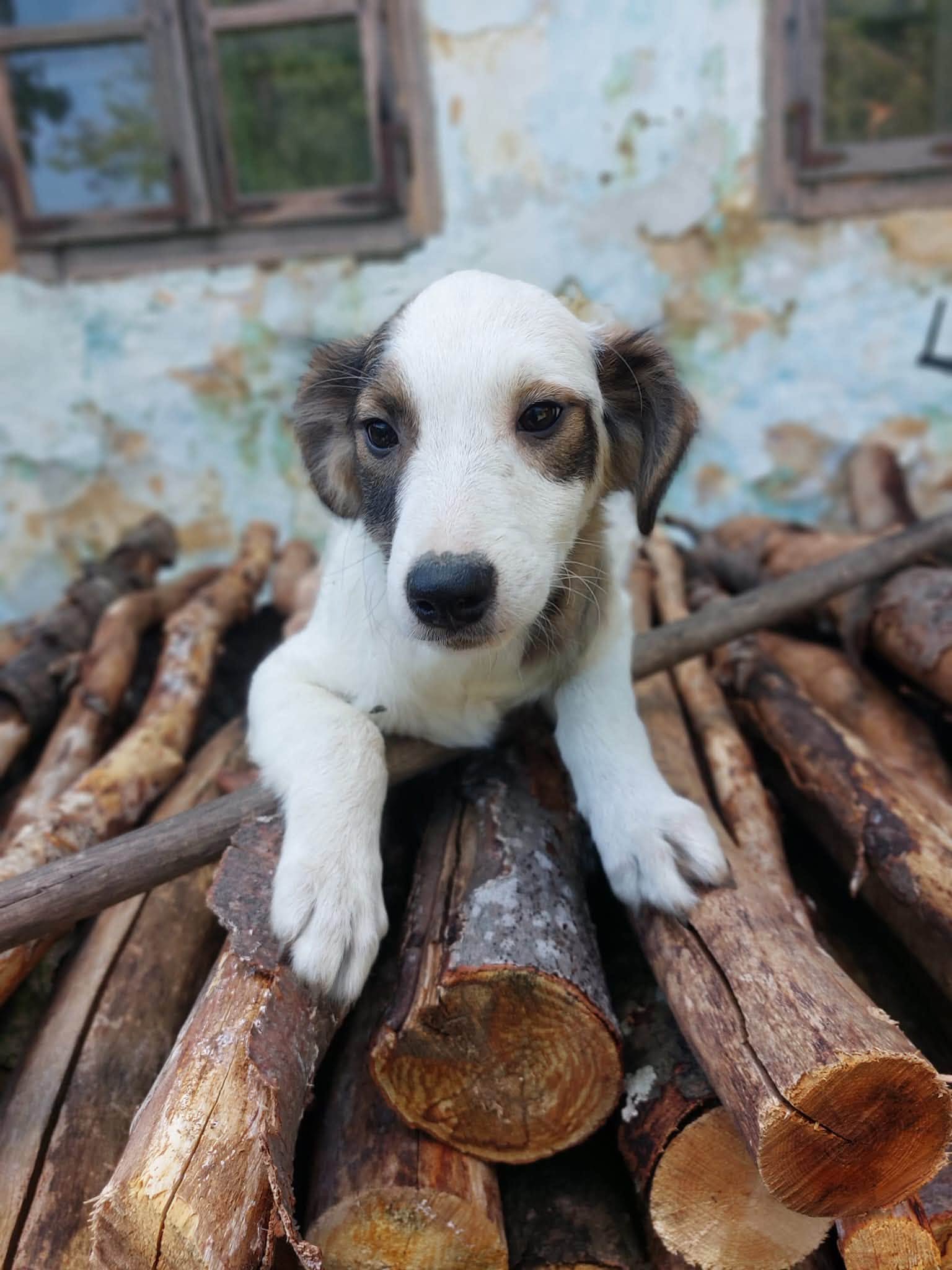 Irisz 🐾🐕