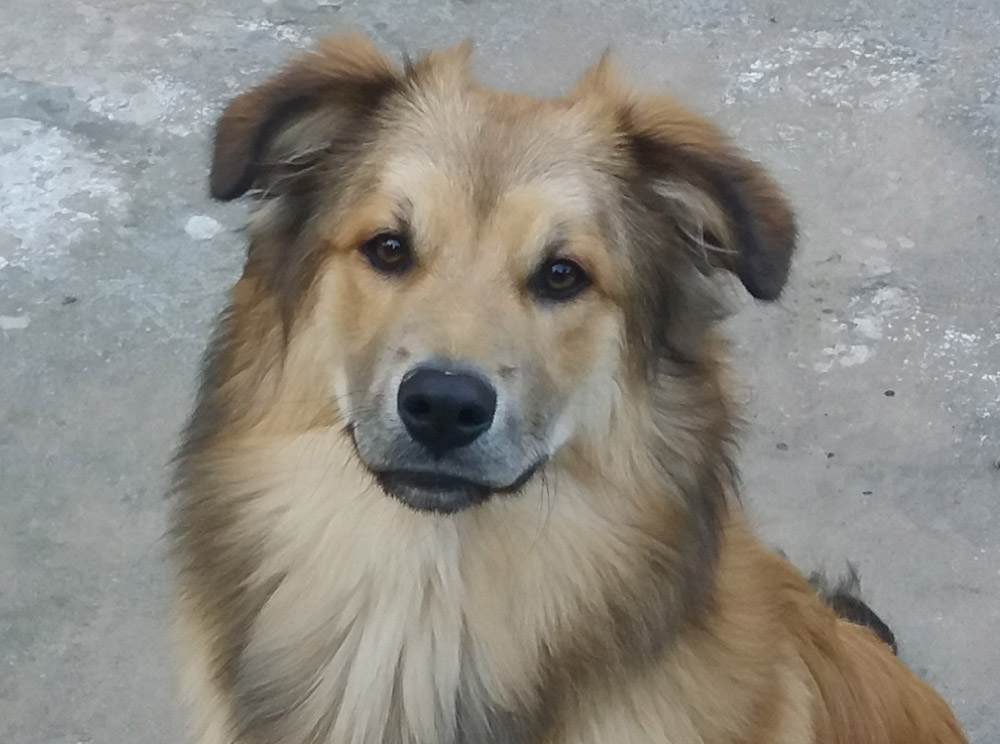 FANCHITO