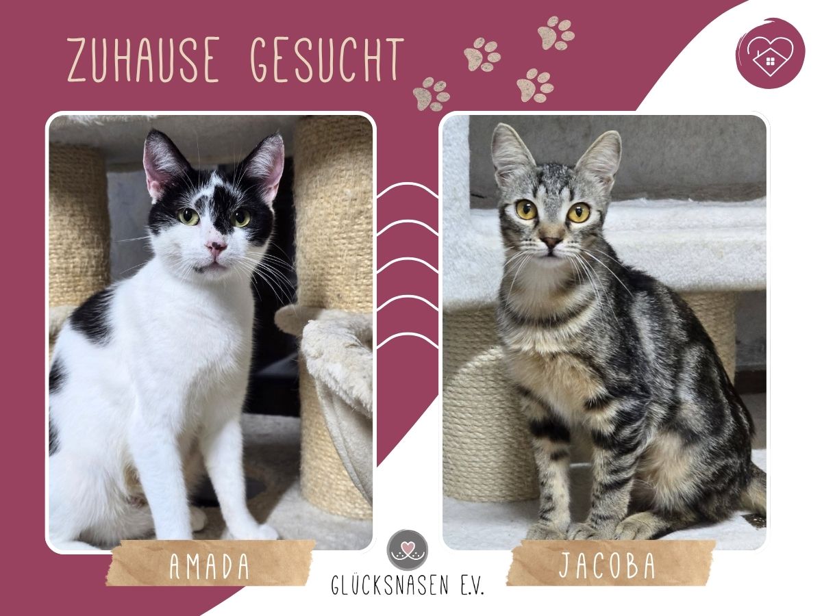 Amada und Jacoba suchen Dich
