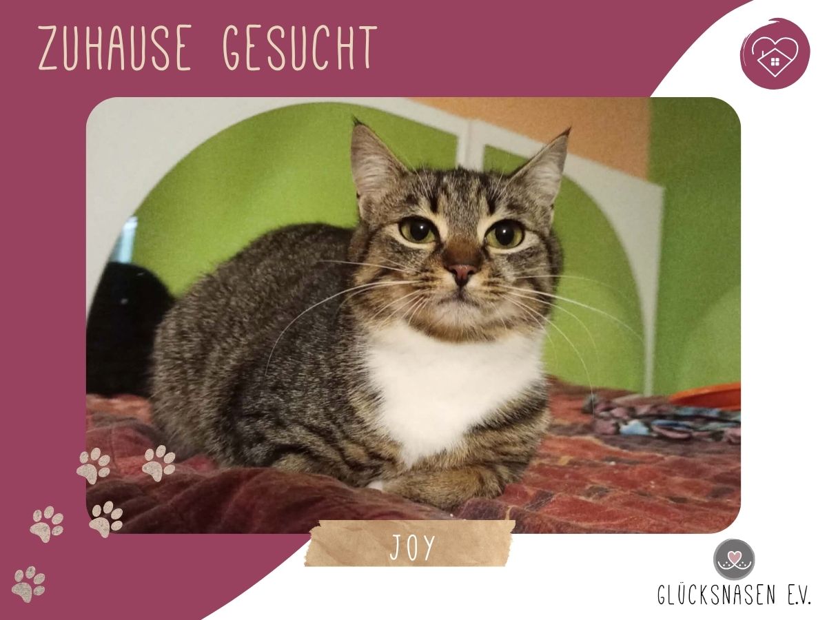 Joy sucht ihre lieben Menschen