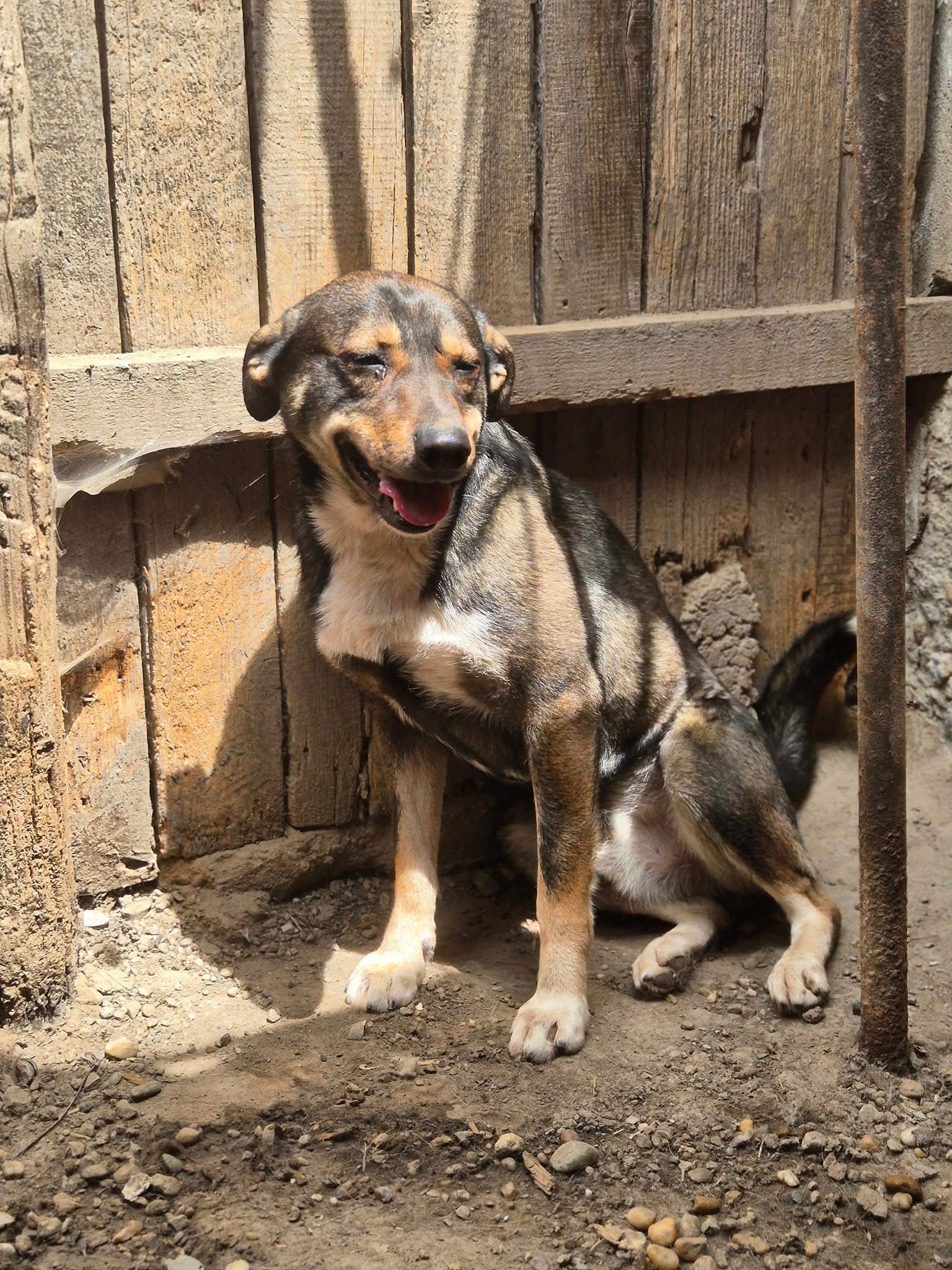 Franky 🐾 🐕