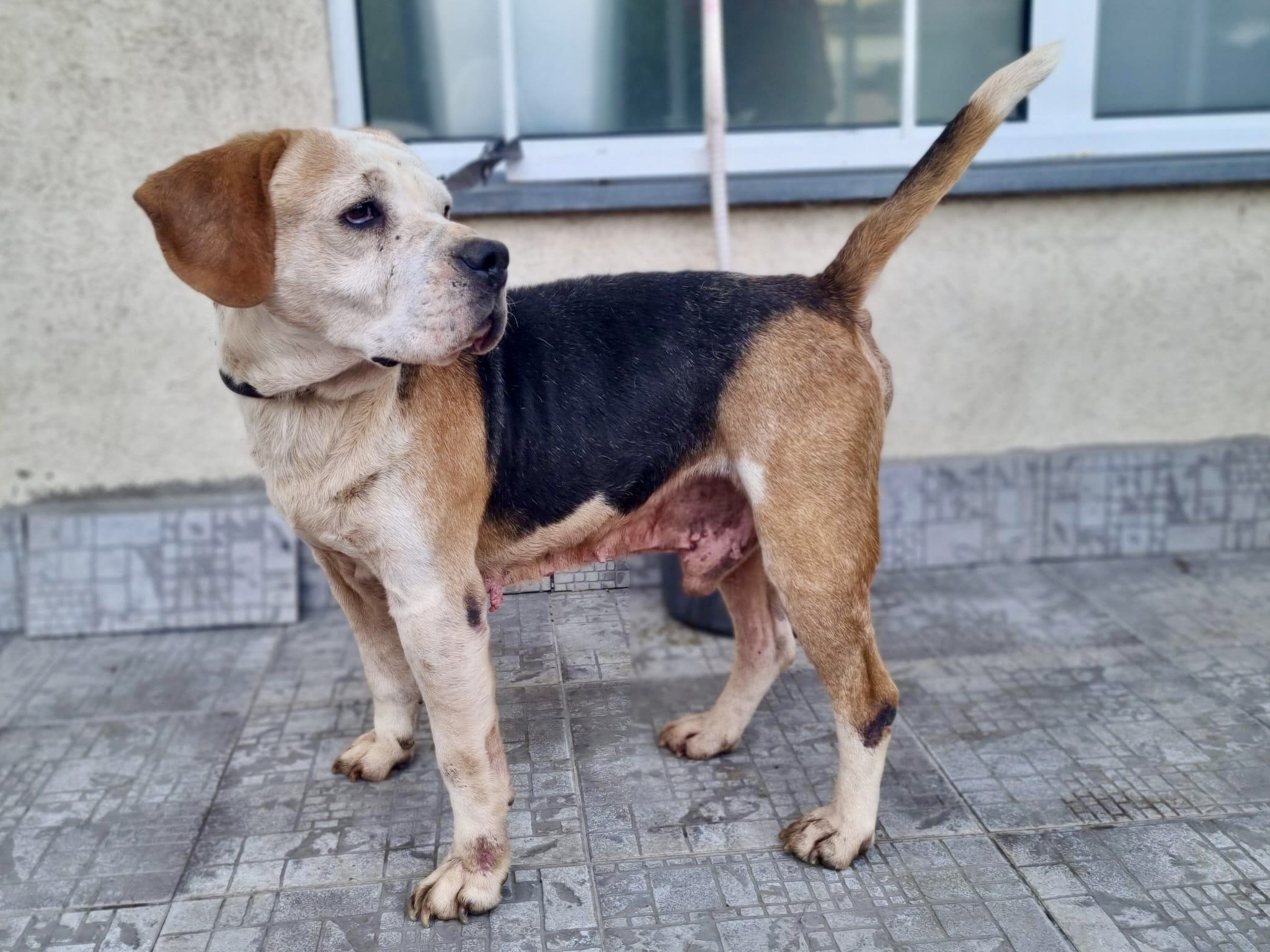 Eddy - ein Hund mit Charakter