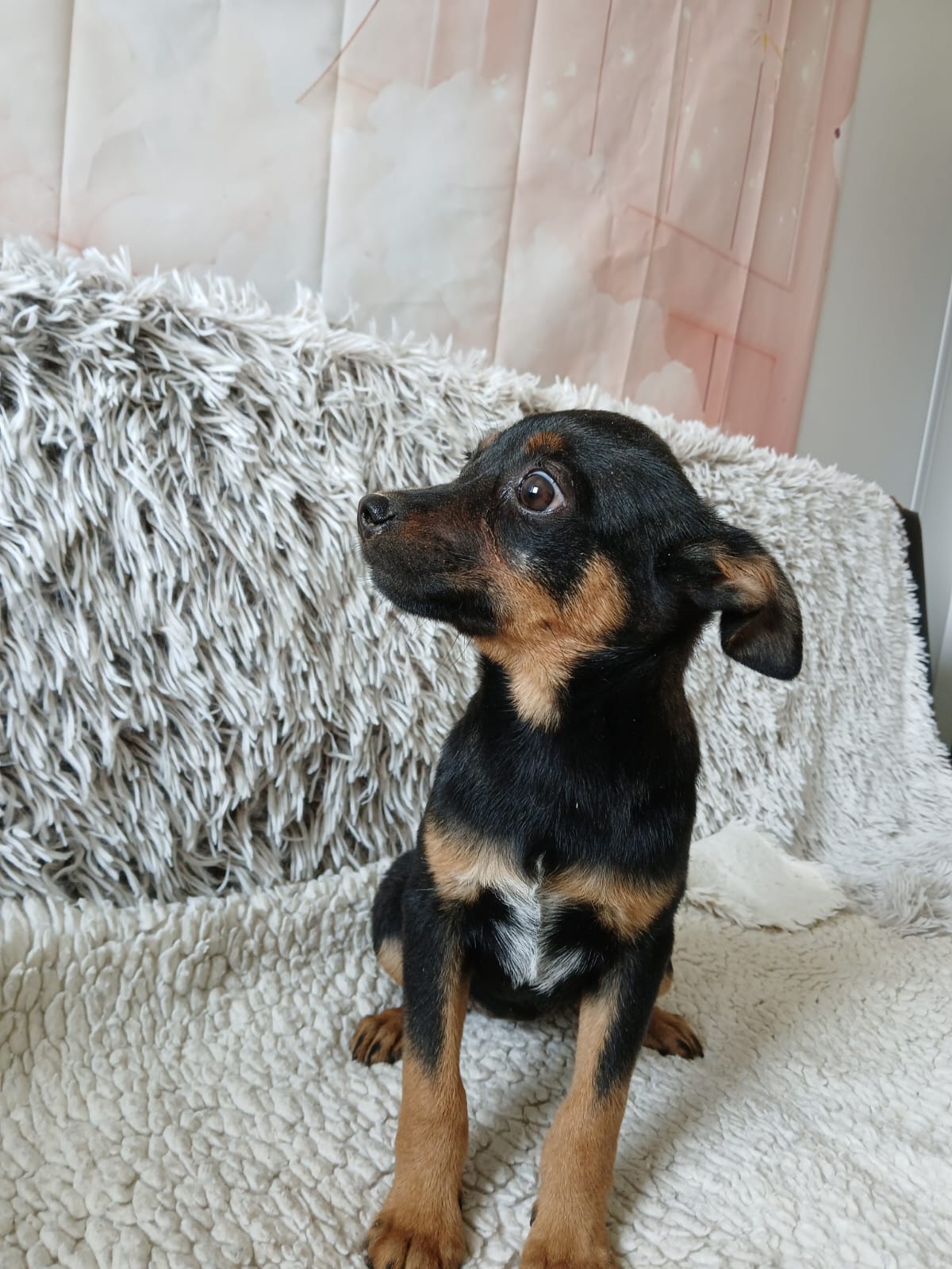 🌼Liebes Welpenmädchen Ivy🌼