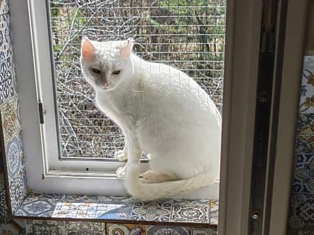 Snow-White