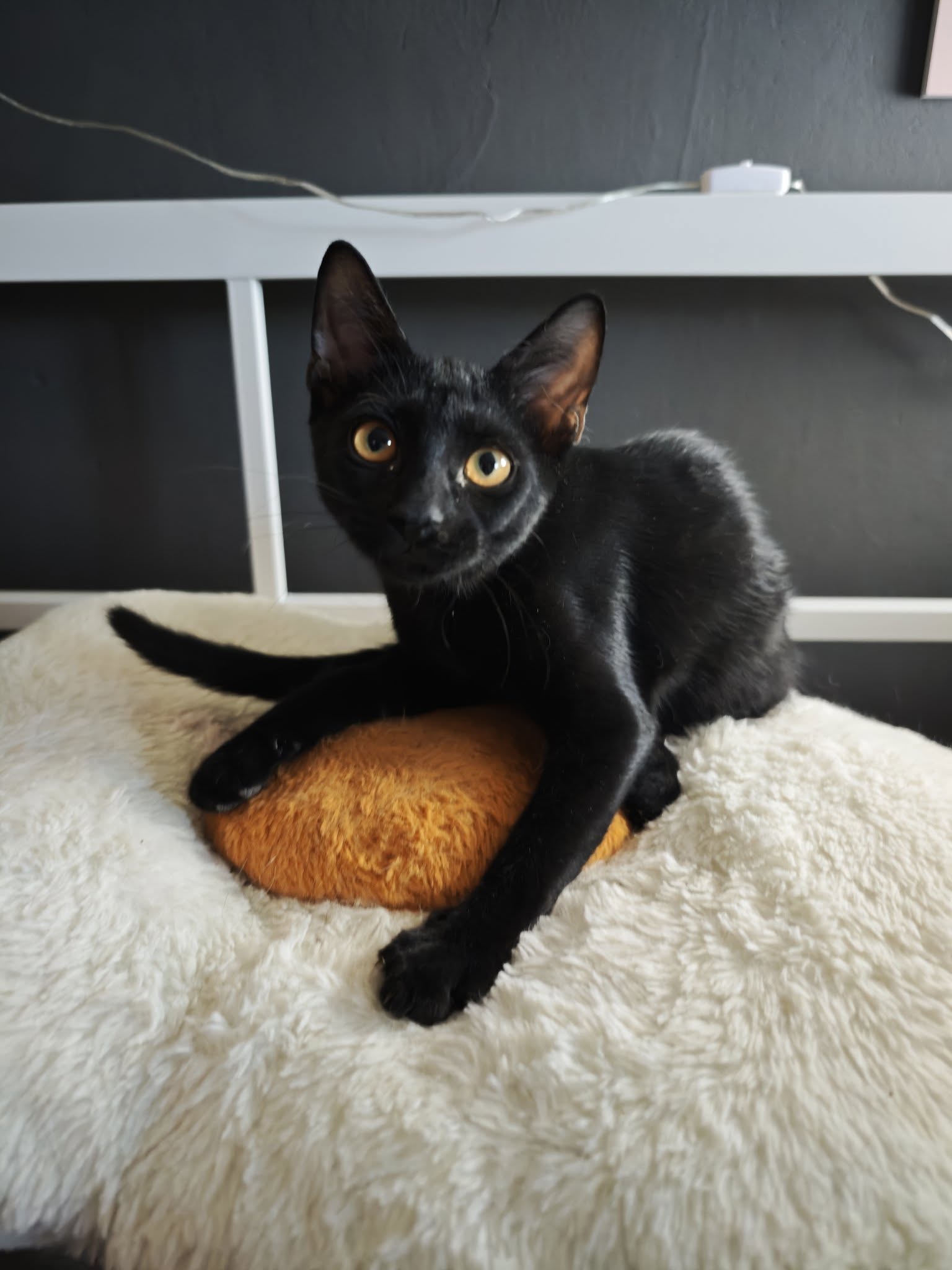 Meowito