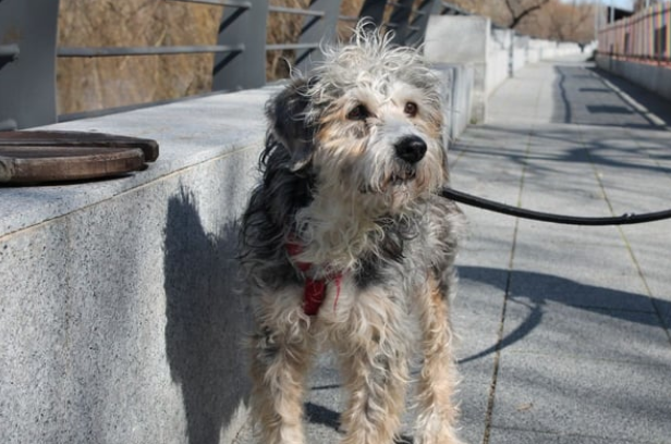 Benji