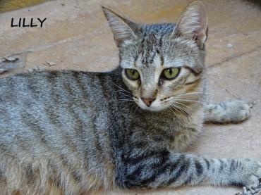 Lilly, auf der Straße gefunden