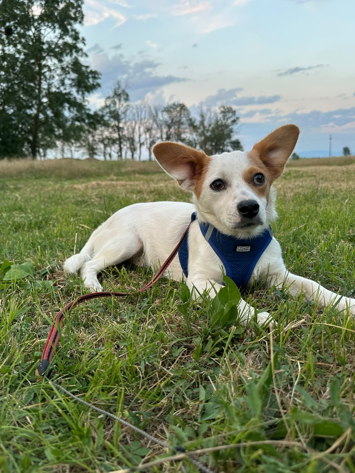 Sammy