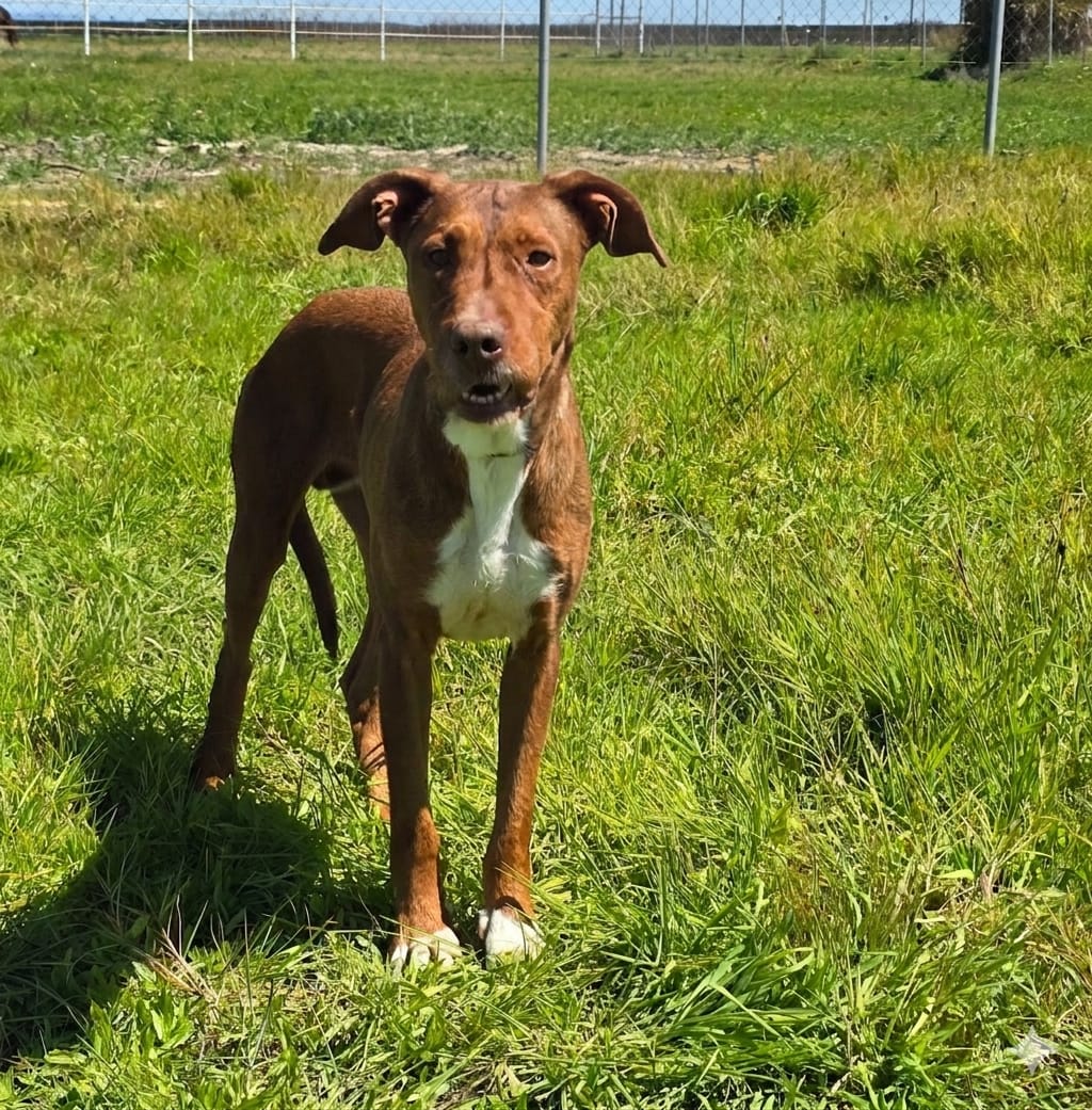 Kiko