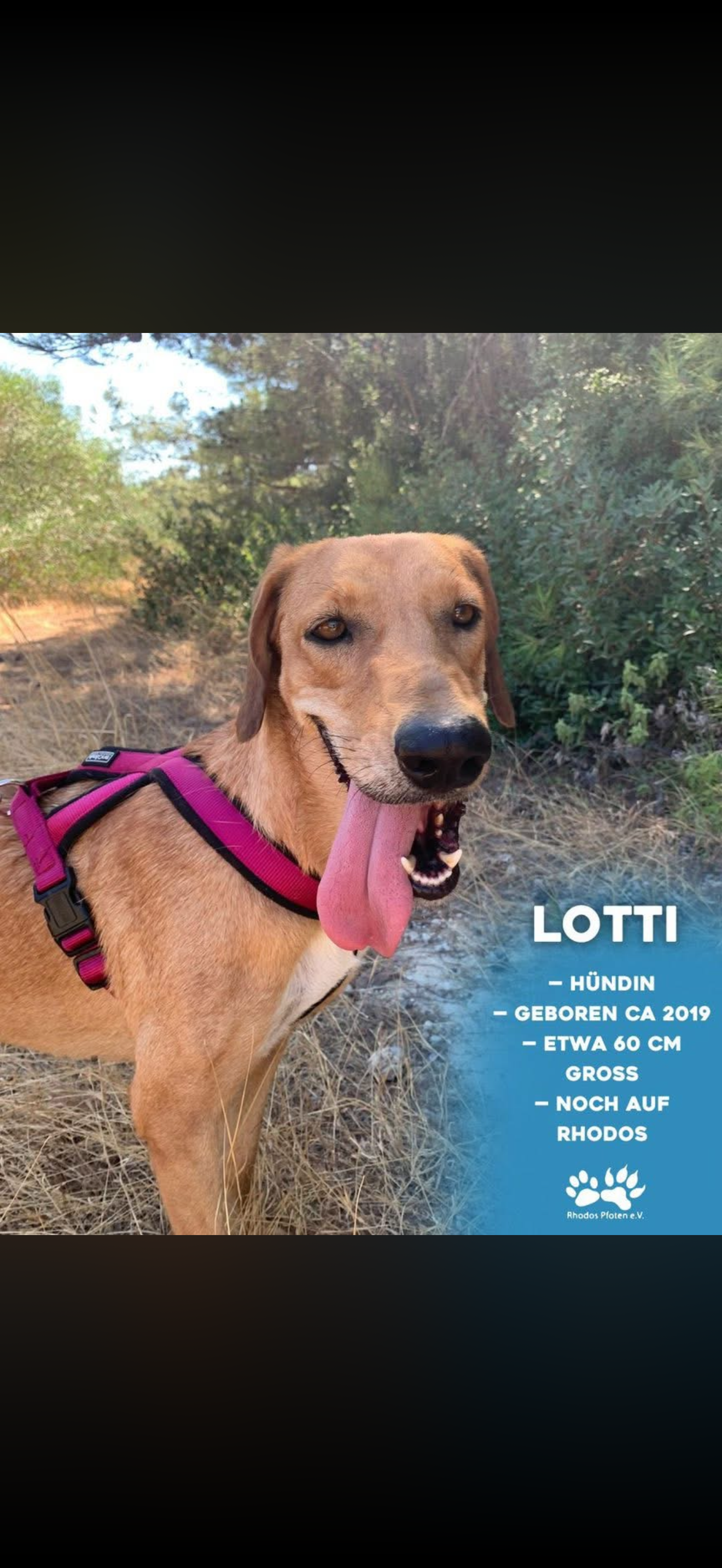 Lotti