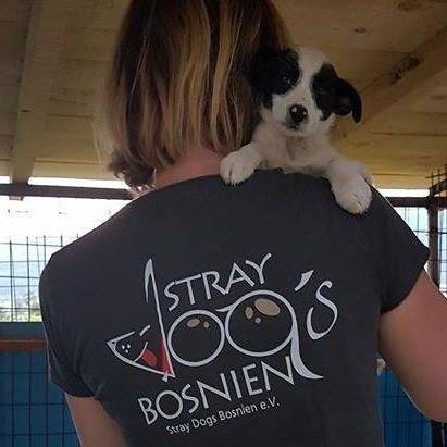 Kontaktbild von Stray Dogs Bosnien e. V.