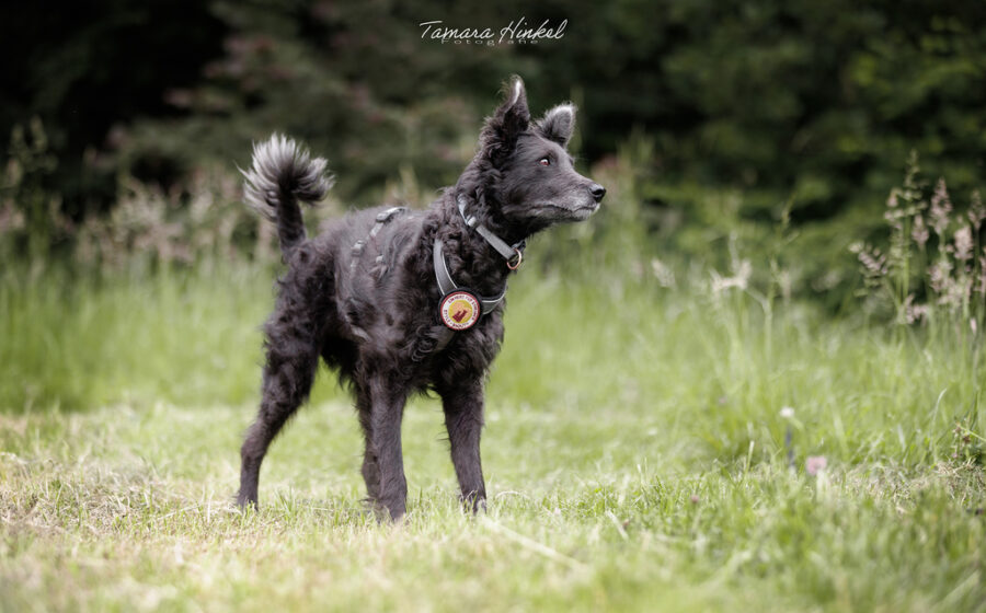Pepper