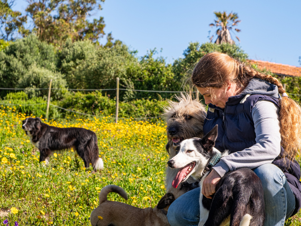 mimo.dogs Portugal