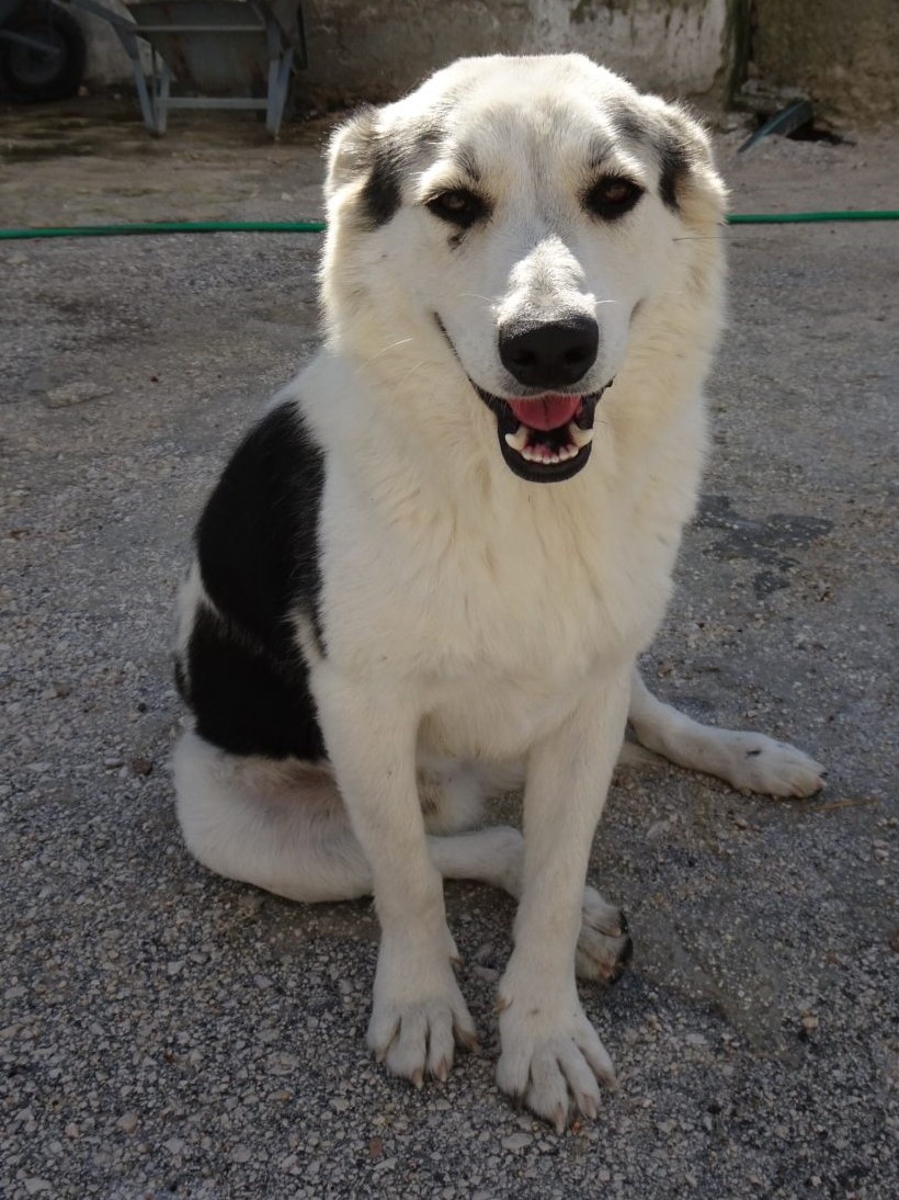 Max