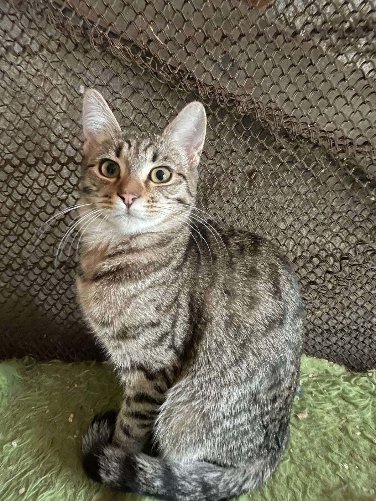 Simba A. 🐾🐈