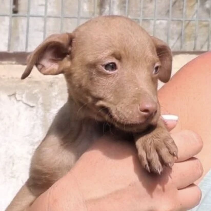 Noel