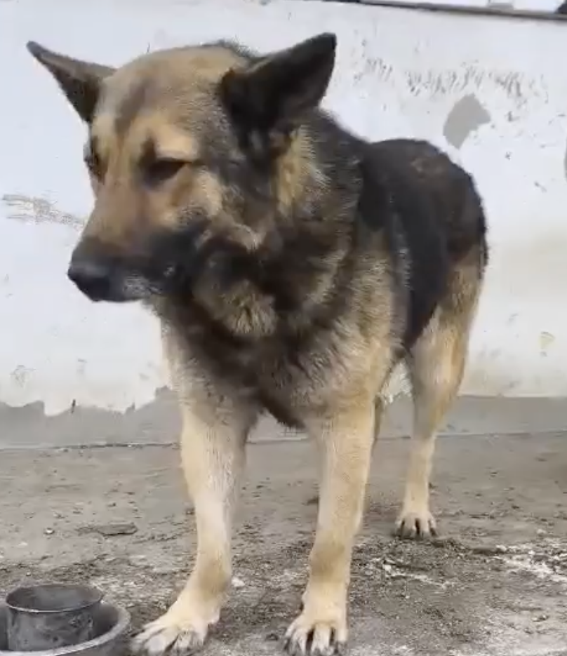 Georgie