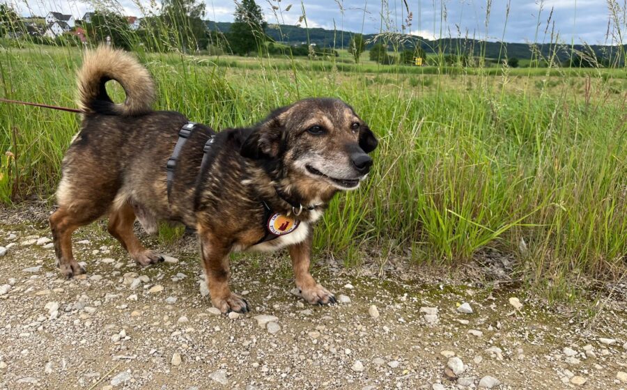 Fynn