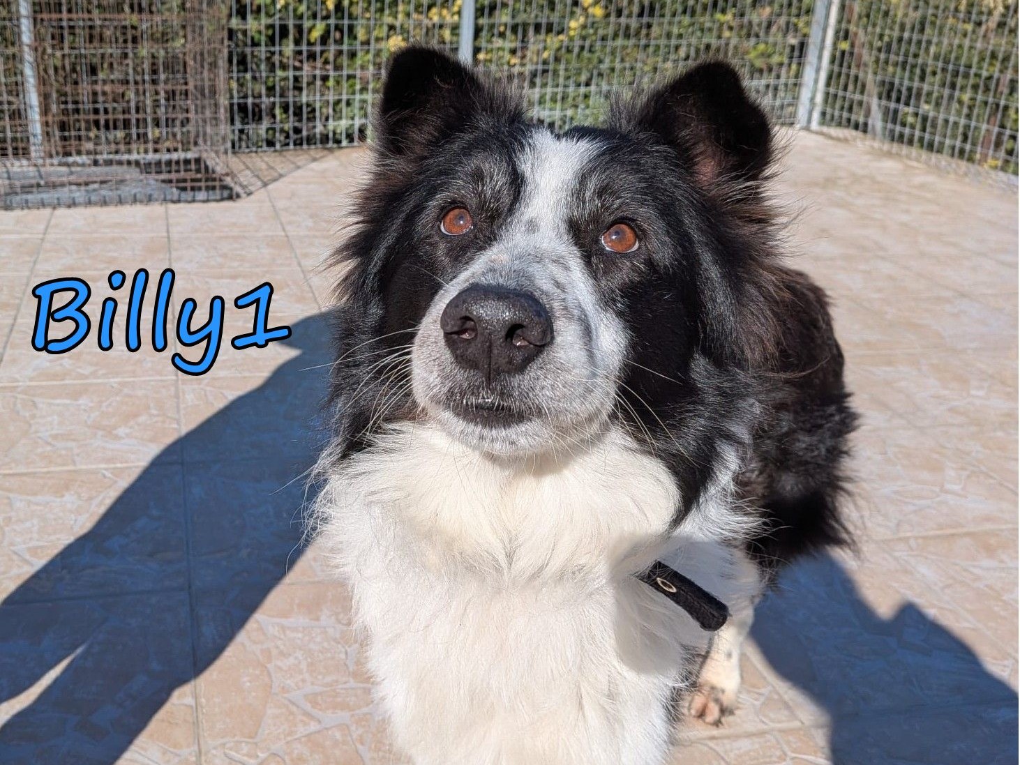 Billy1
