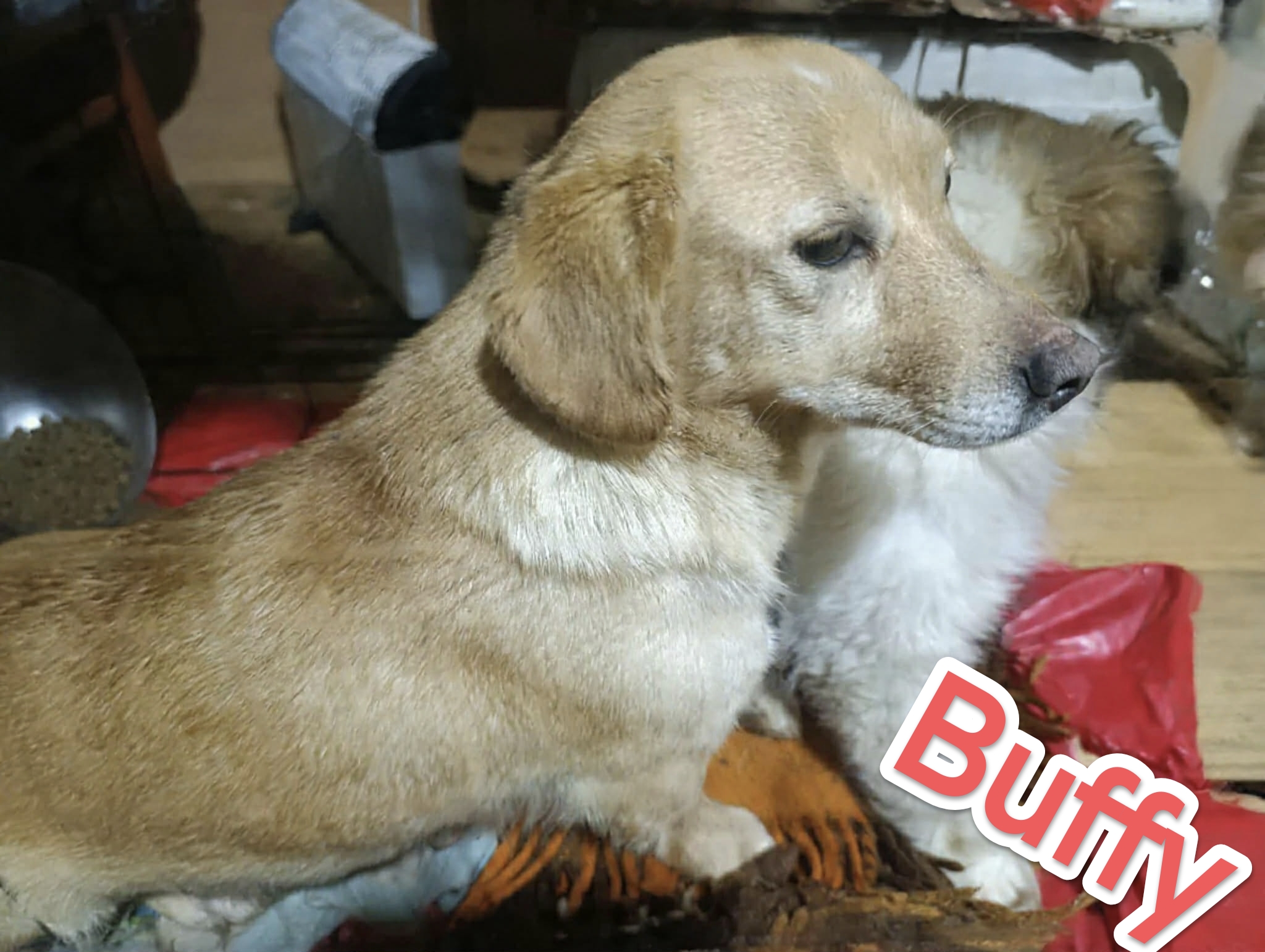Buffy