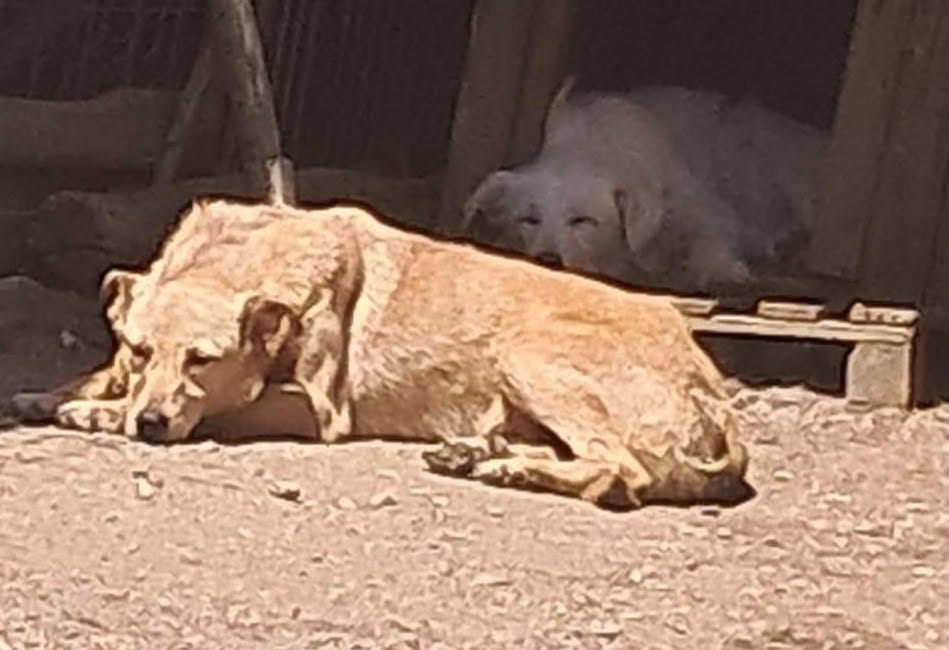 Dolores sucht ihr Körbchen