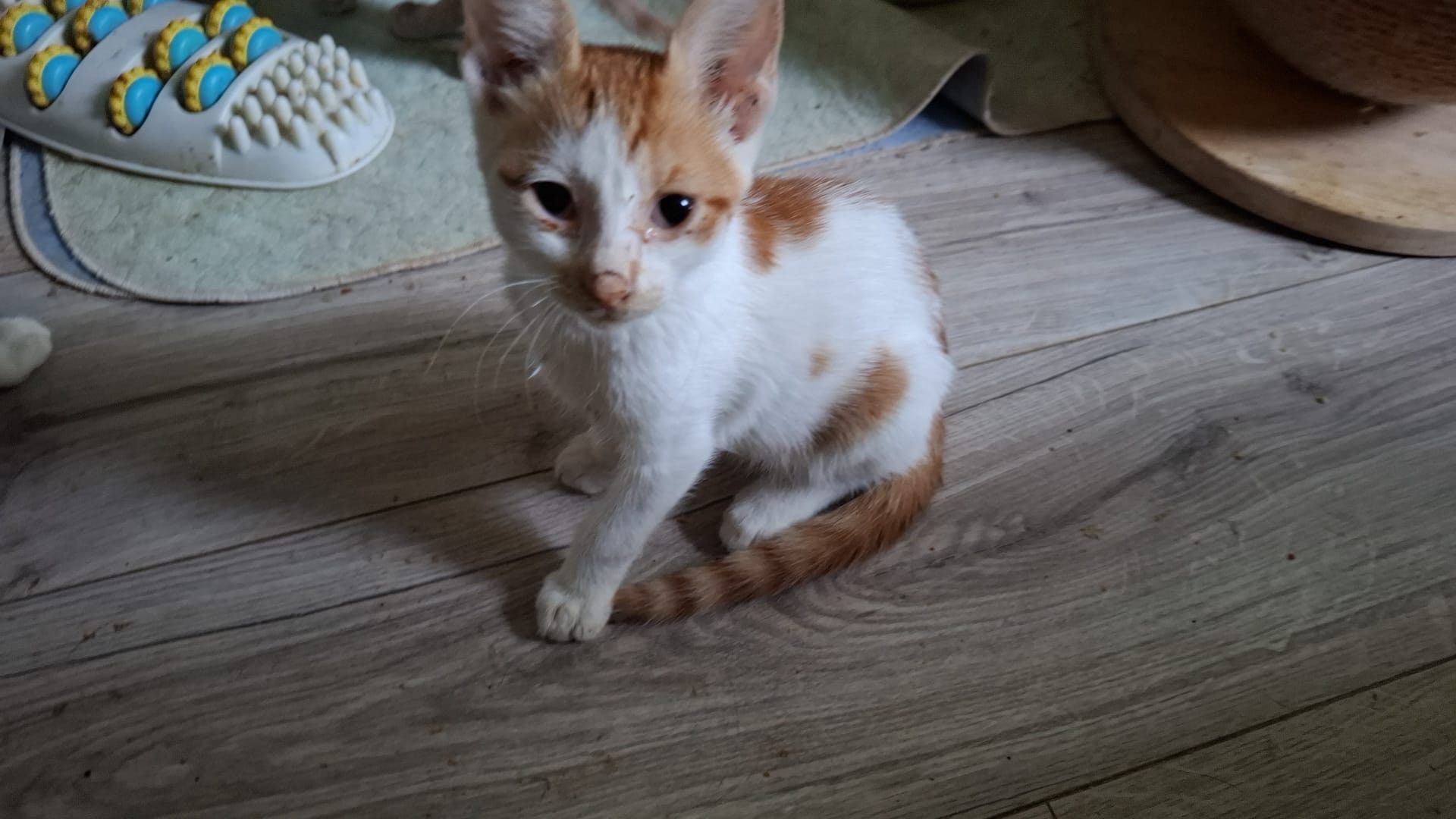 Sämmy 🐾
