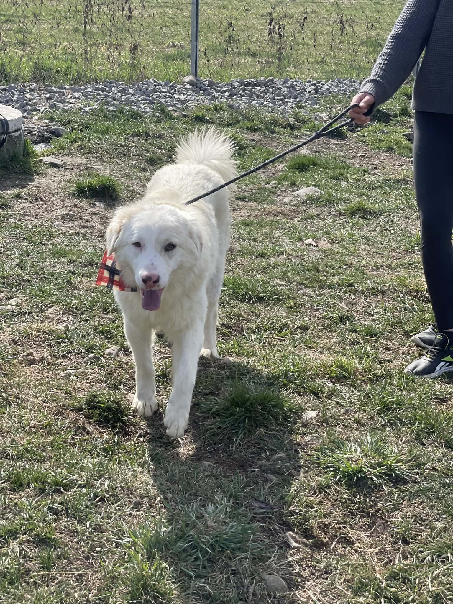 Leo 2 🐾🐕