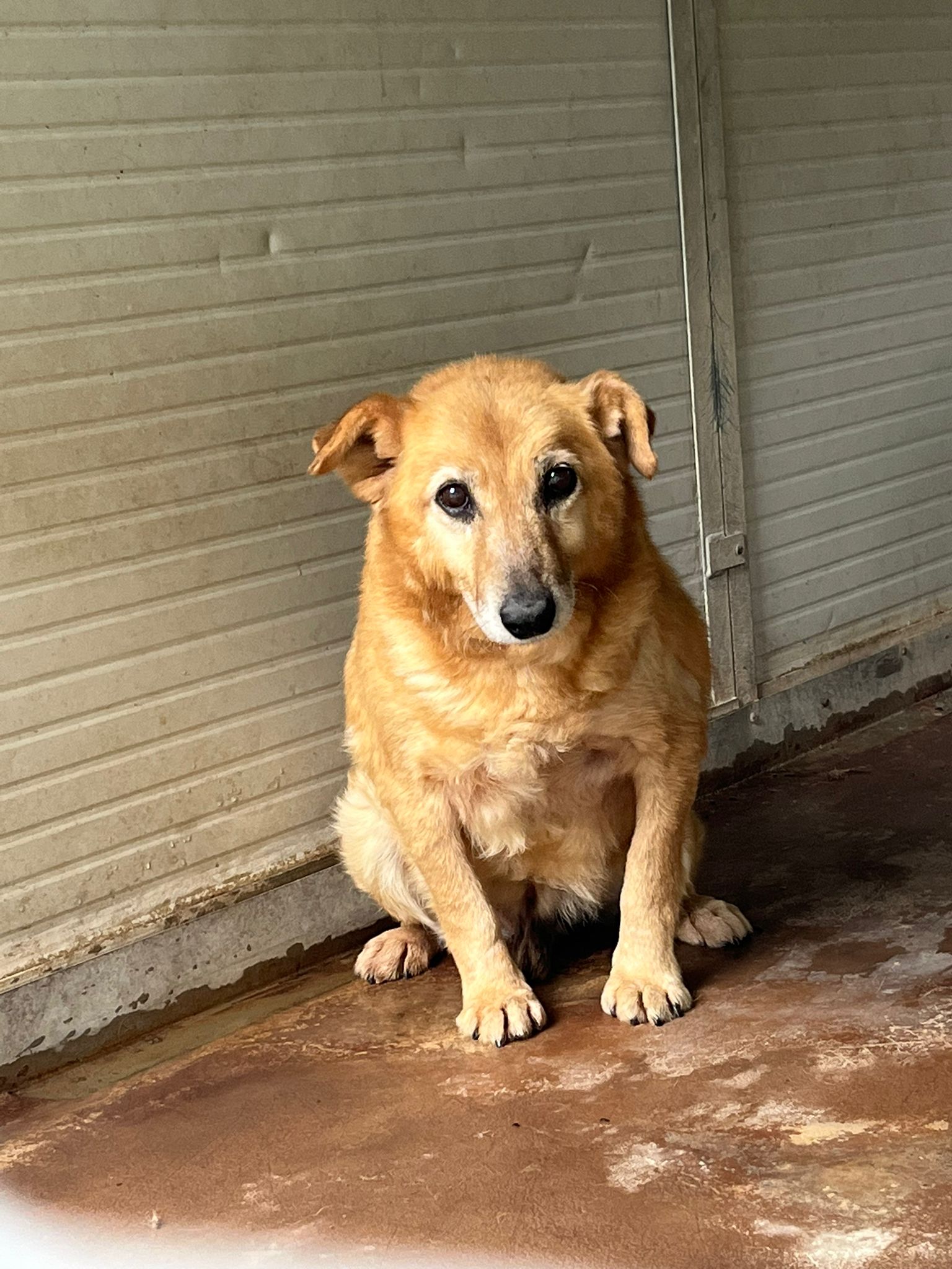 Timo