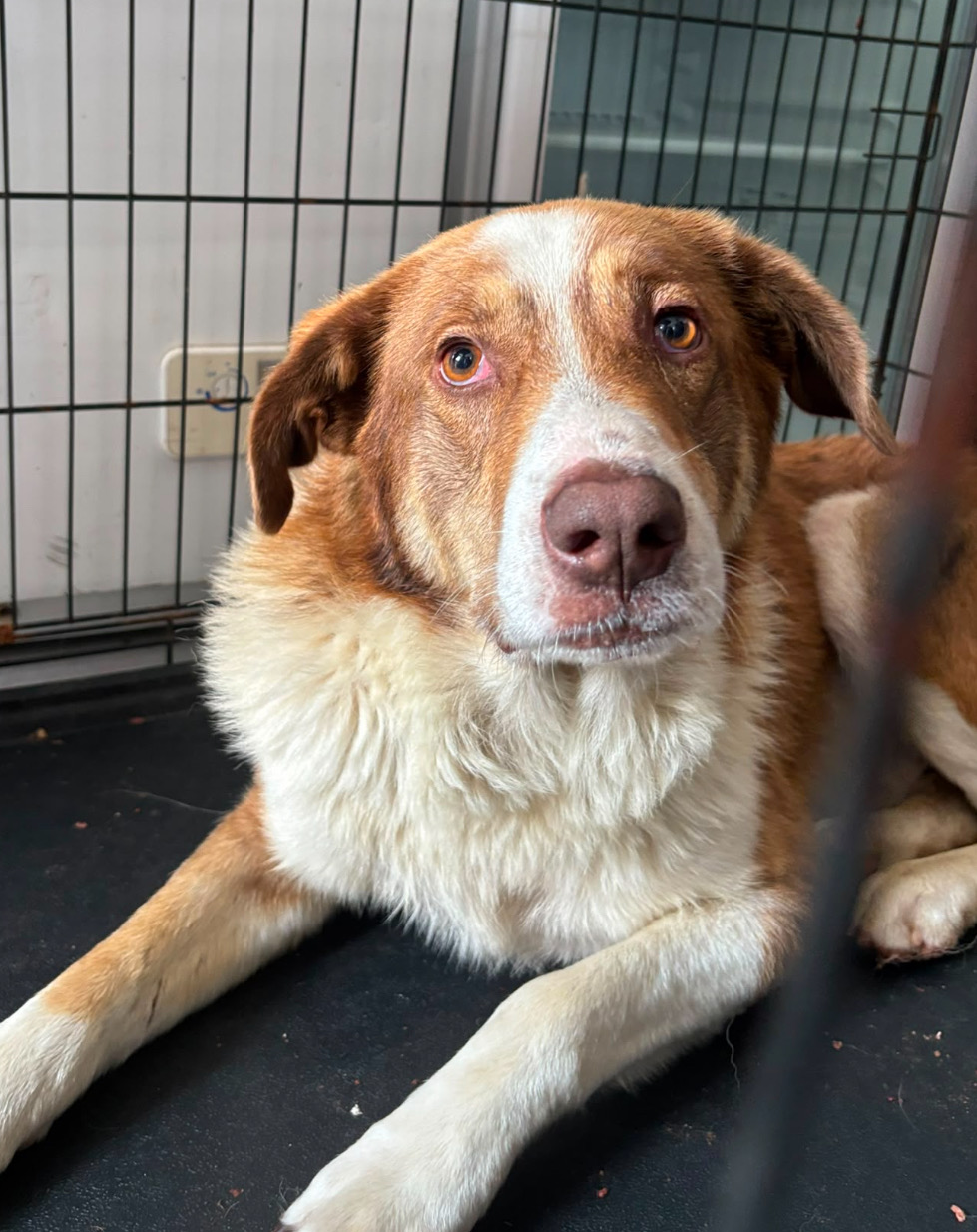 Sanft – Tierschutz-Rüde Koa