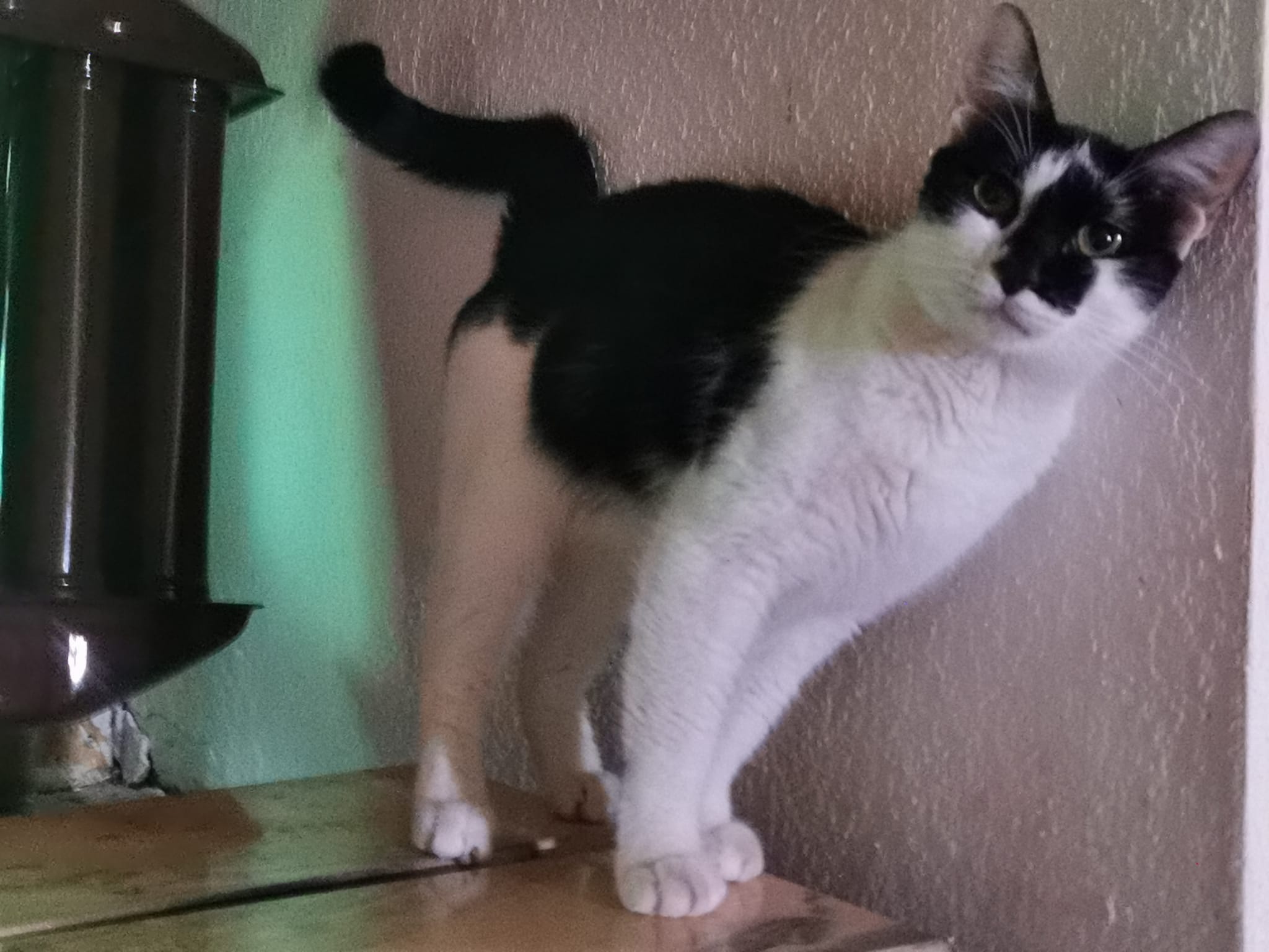 NINA