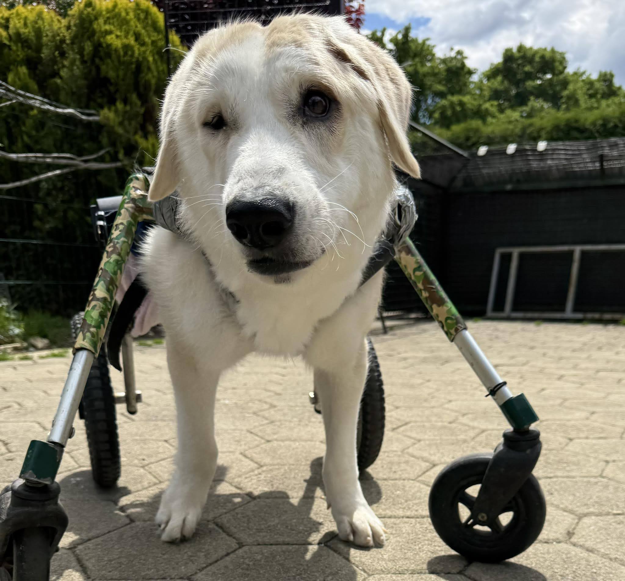 Heidi