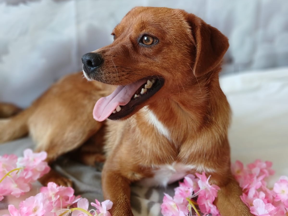 🐕❤️ Herzenshund Bud ❤️🐕