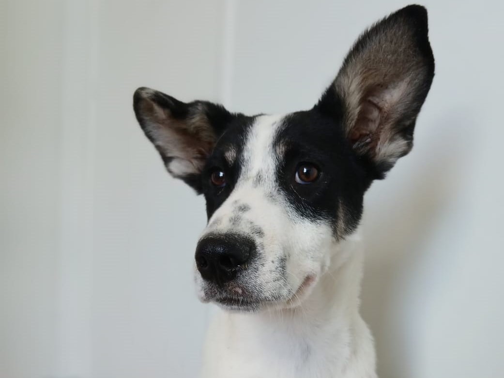 ☯️zuckersüßer junger Yang 🐾💙