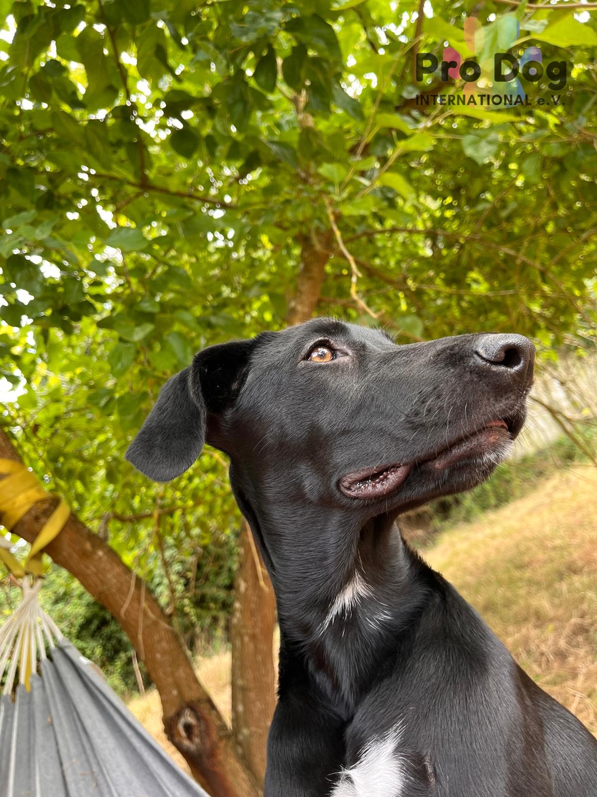 Hundekind Freya