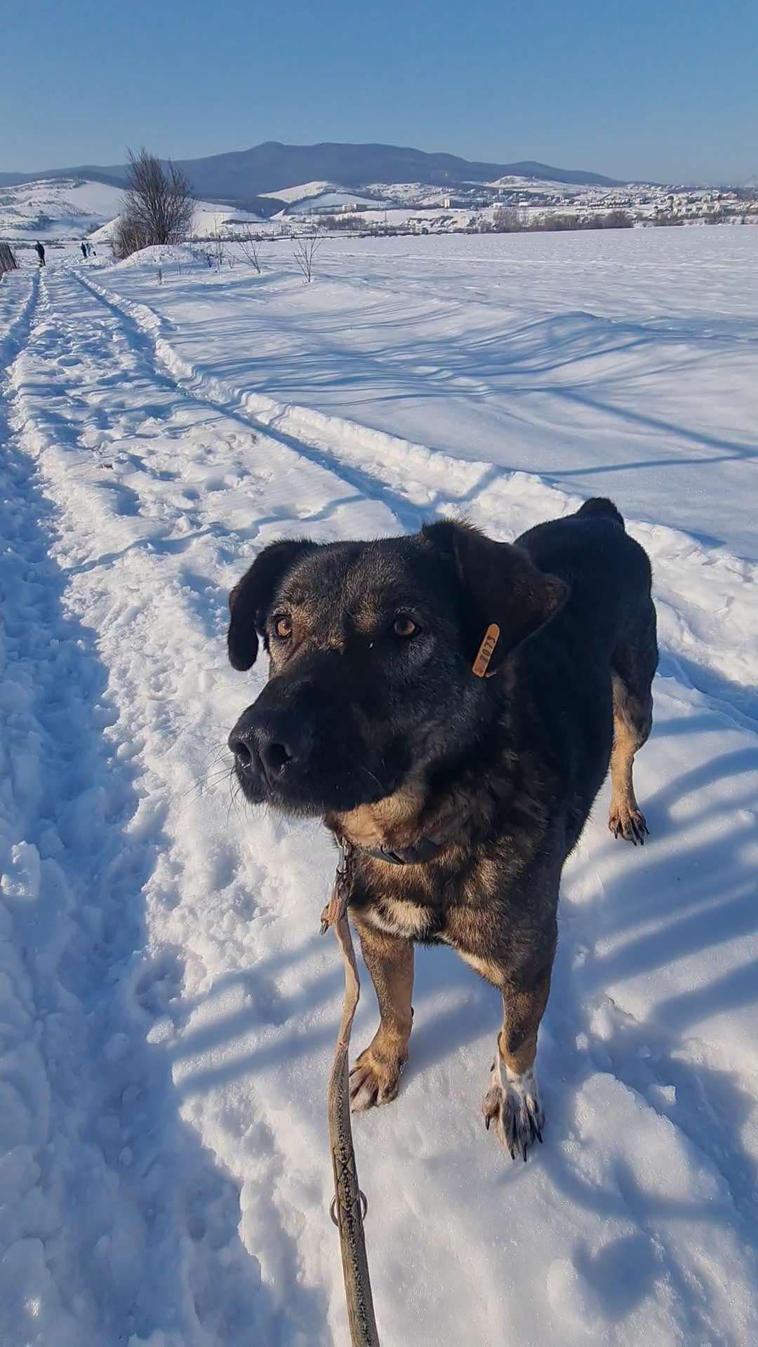 Buddy - liebt Menschen