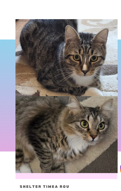 Tigri&Keks 🐾🐈