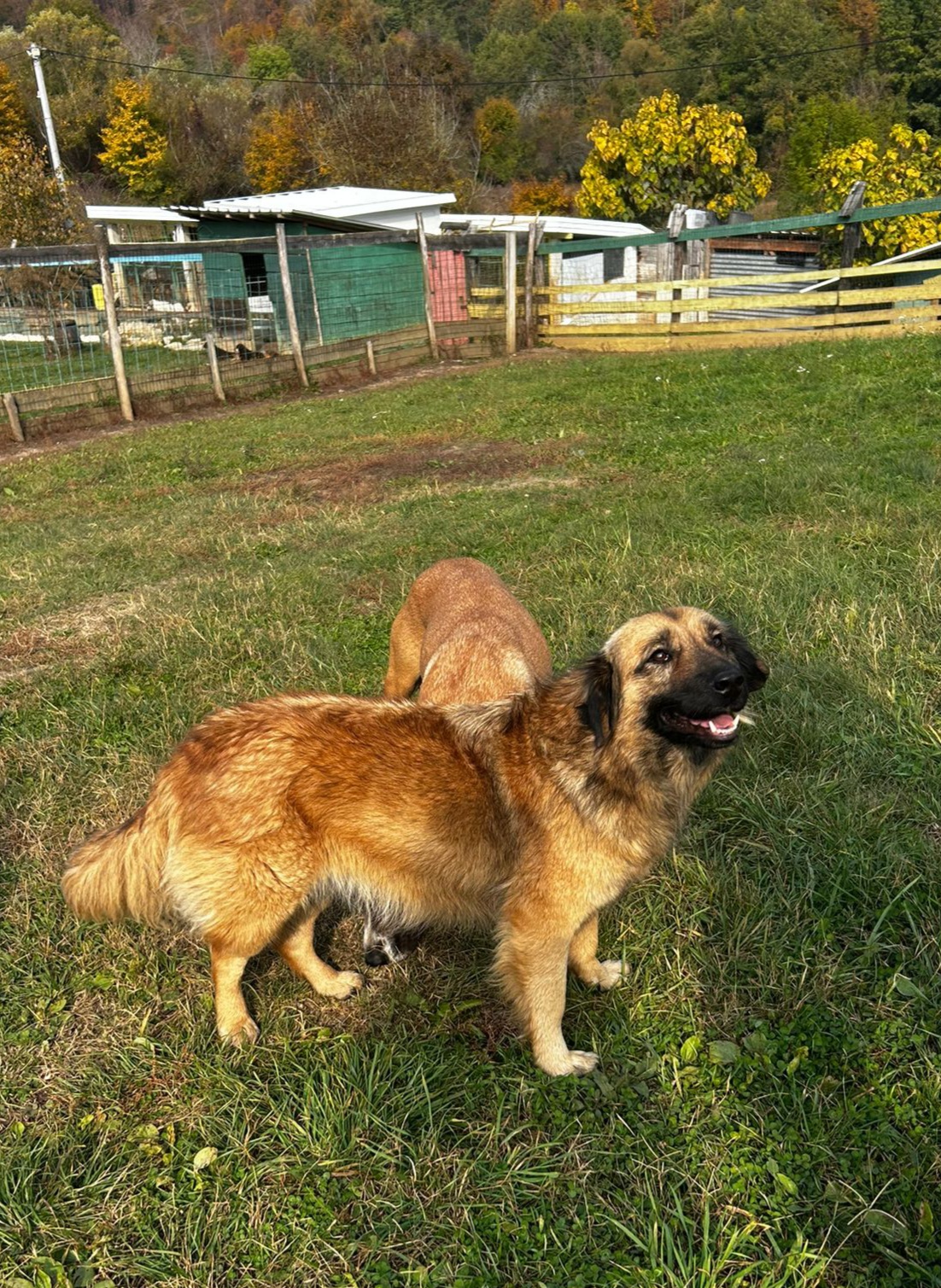 Nala2
