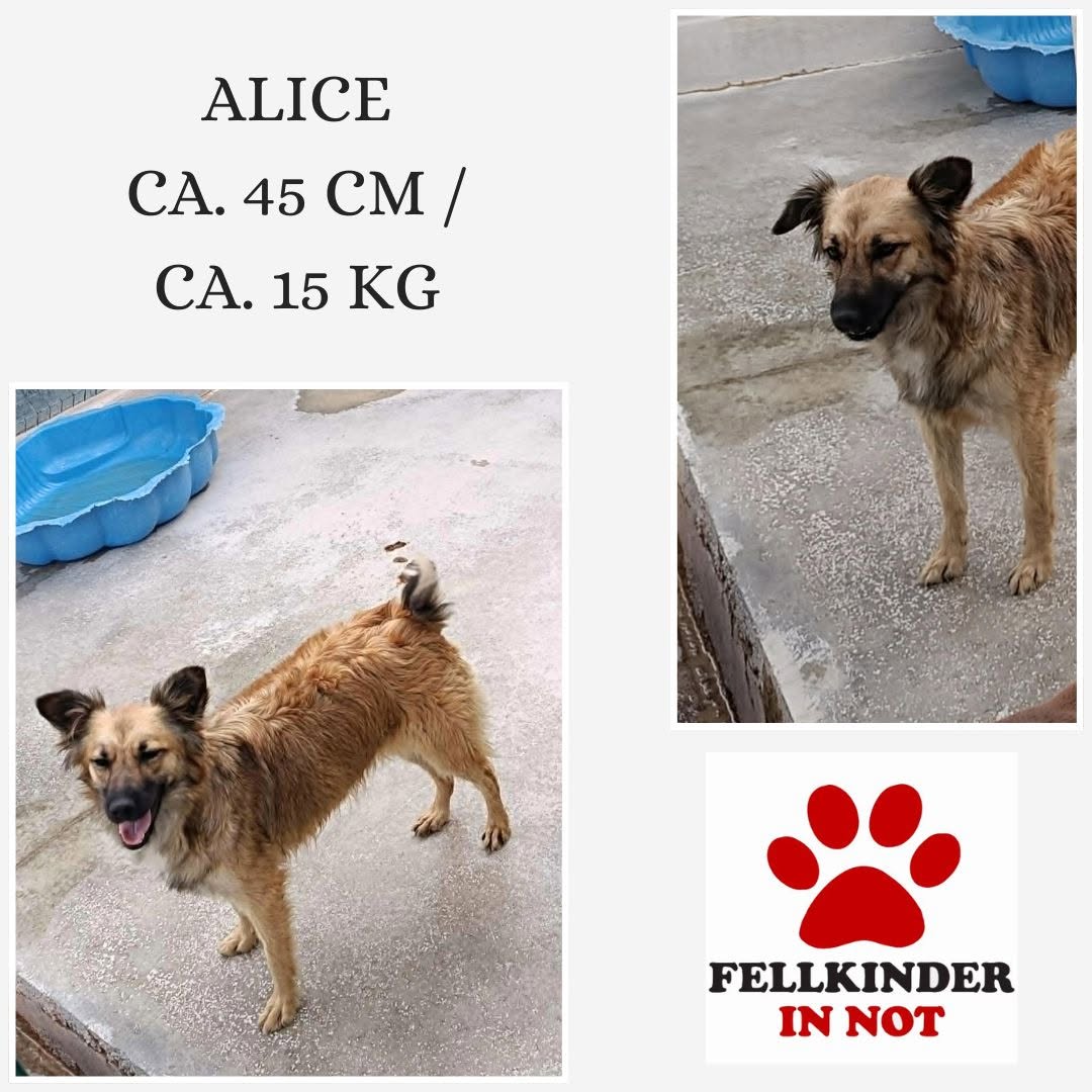 Alice