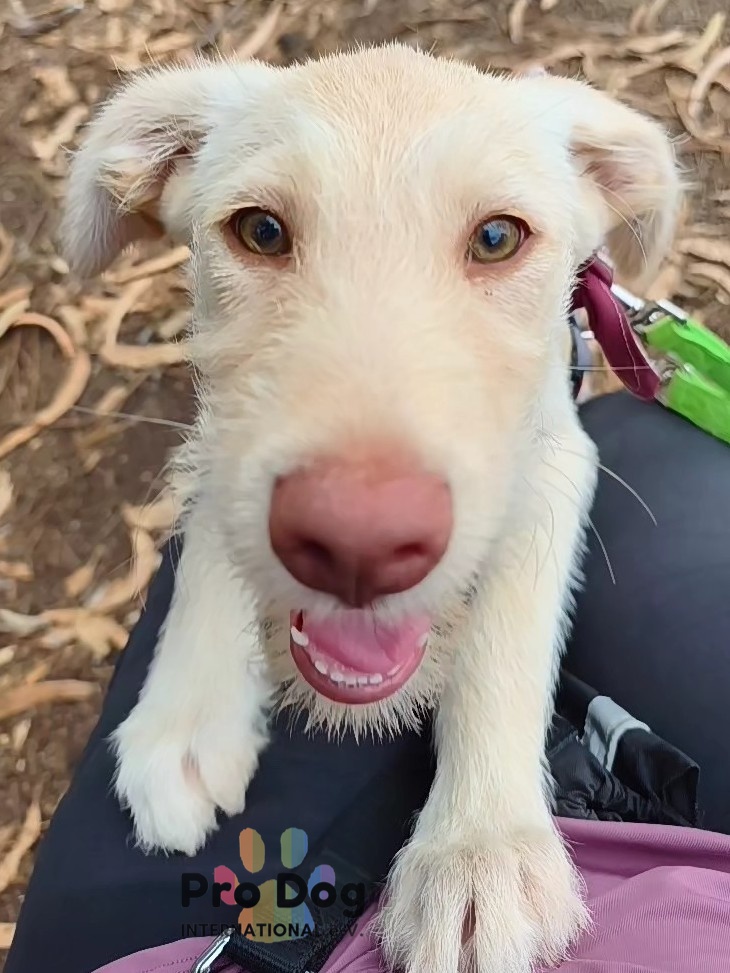 Hundekind Nala