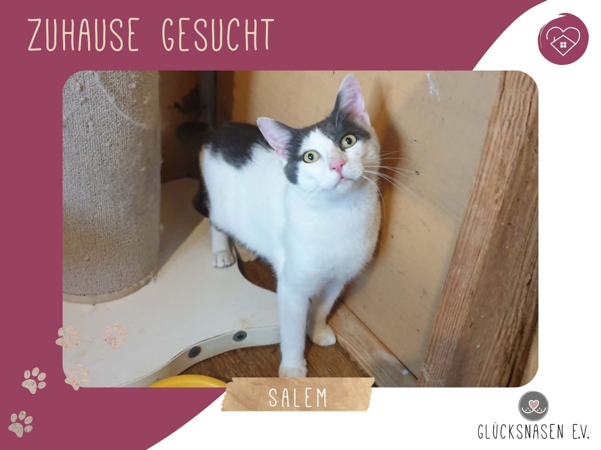 Salem ist bereit zu reisen