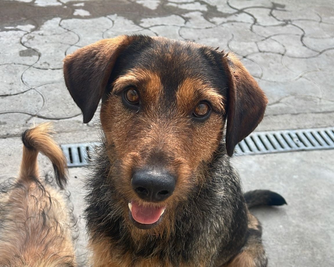 Rexi💕genießt Aufmerksamkeit