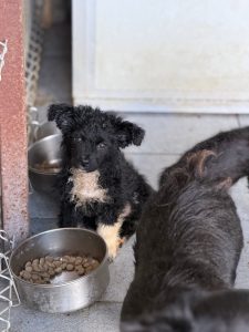 Roma - klein mit großem Herzen